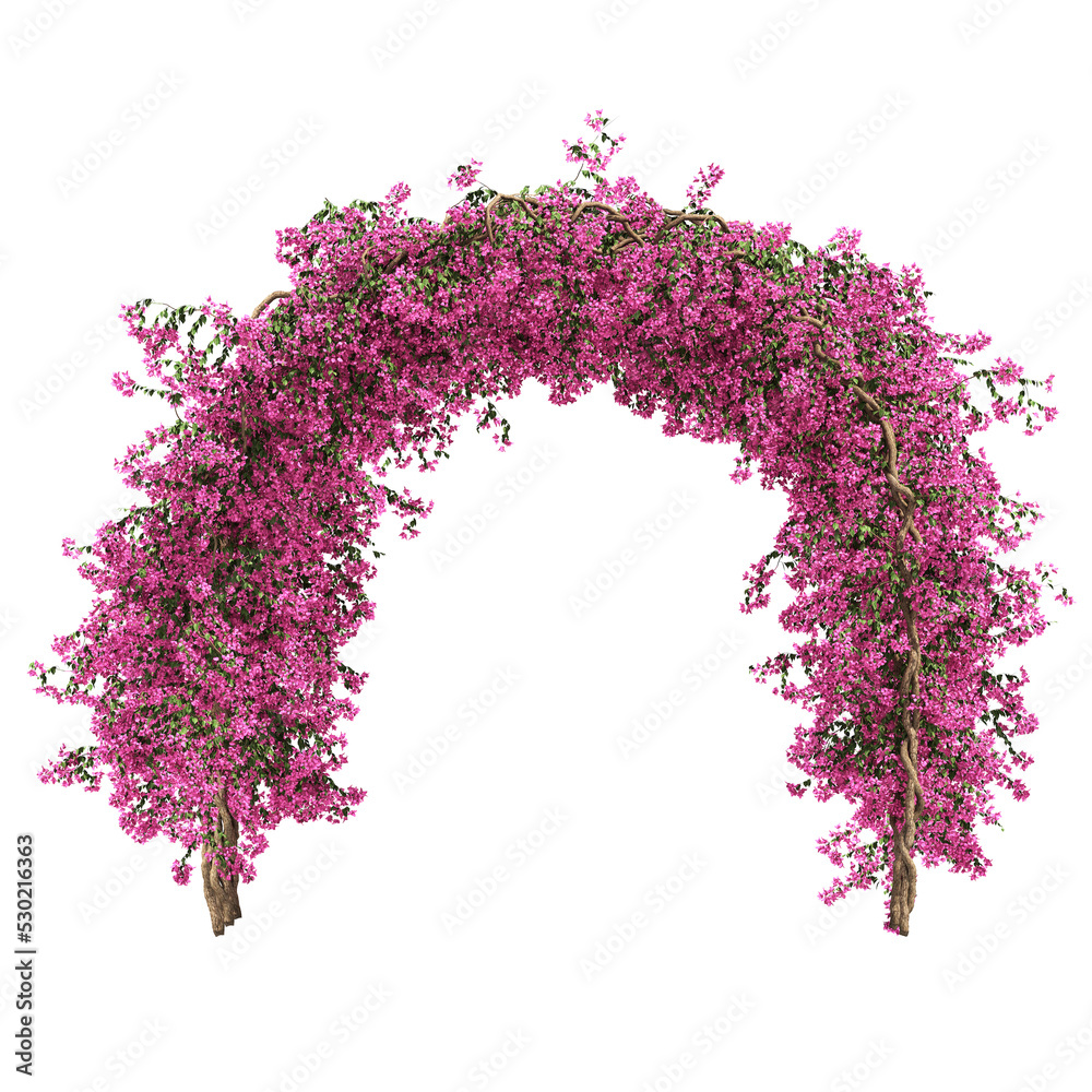 3d rendering of Bougainvillea creeping isolated