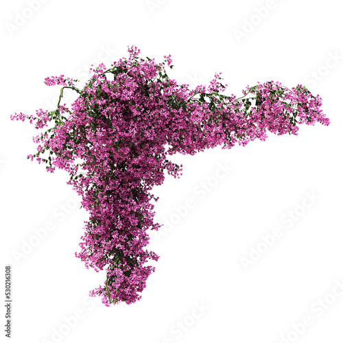 3d rendering of Bougainvillea creeping isolated