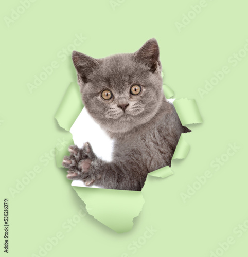 Cute kitten looks through a hole in green paper