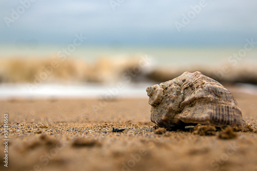 Seashell stands on the sand on the seashore 