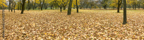 autumn park scenery with fallen dry leaves on the ground. panoramic landscape.