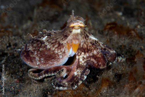 Coconut Octopus - Amphioctopus marginatus - underwater night life of Tulamben, Bali, Indonesia.