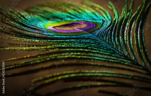 Peafowl feather. Peacock feather. Feather wallpaper. Colorful feather. Single feather. Feather art abstract design. © Jalpa Malam