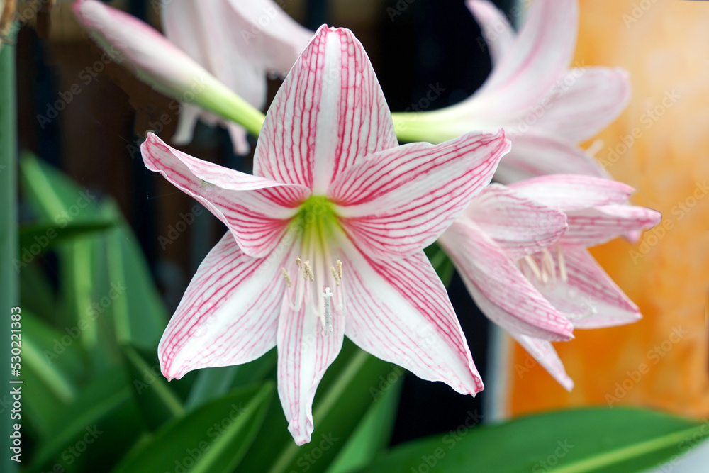 Pink Amaryllis flowers. Asian people believe that if they can be planted to flower simultaneously in all four or four directions, it will result in the grower having good fortune.