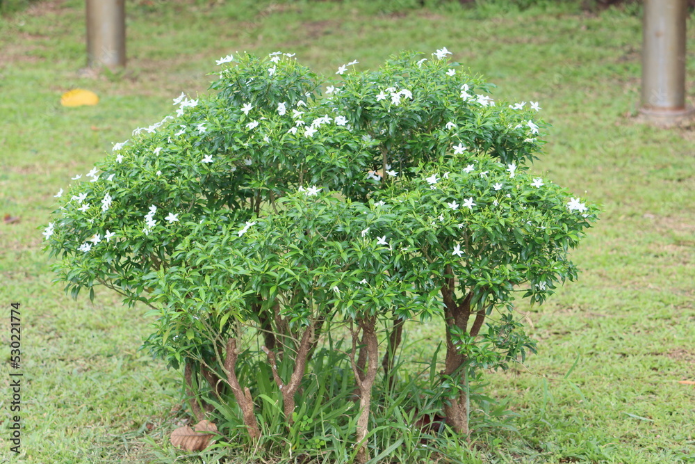 Tabernaemontana divaricata, commonly called pinwheel flower, crape
