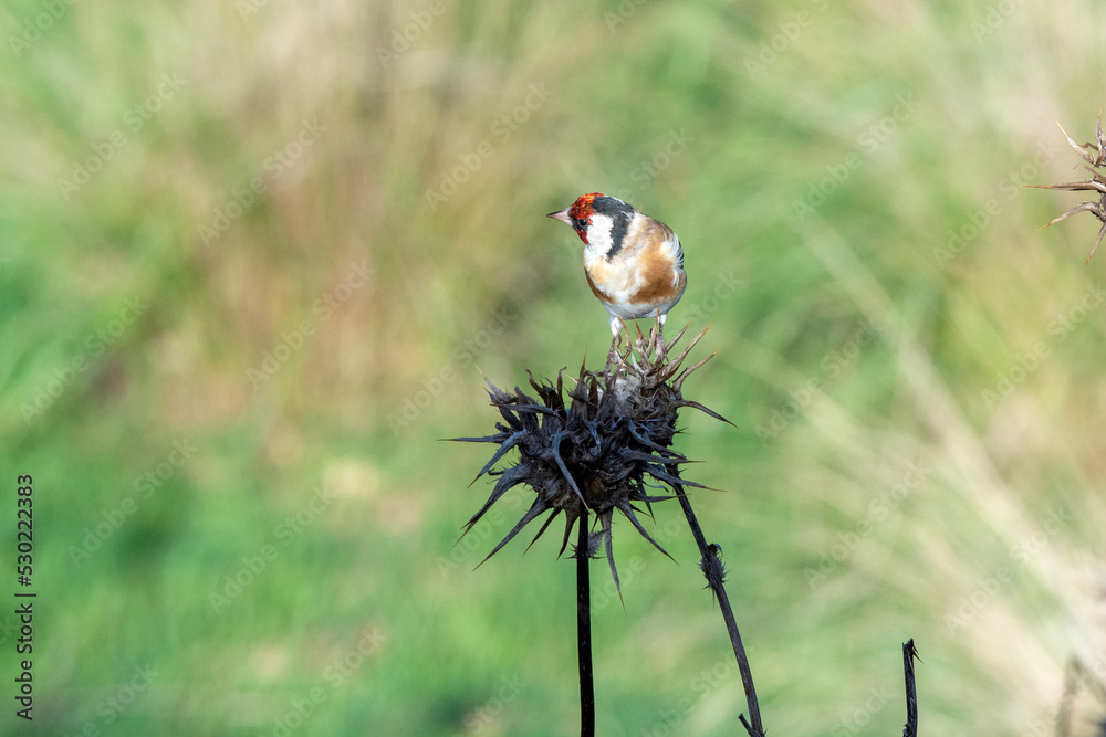 goldfinch perched on dry flower goldfinch perched on dry flower