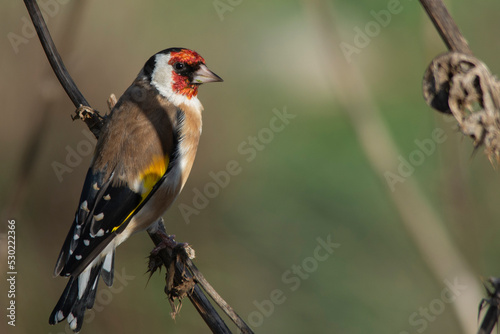 goldfinch perched on dry branch