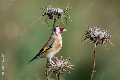goldfinch perched on dry flower