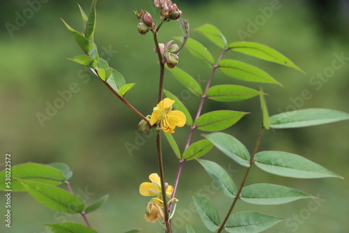 Cambodia. Senna occidentalis is a pantropical plant species, native to the Americas. The species was formerly placed in the genus Cassia. photo