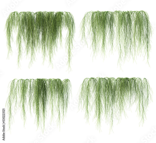 3d rendering of  Casuarina Glauca hanging isolated