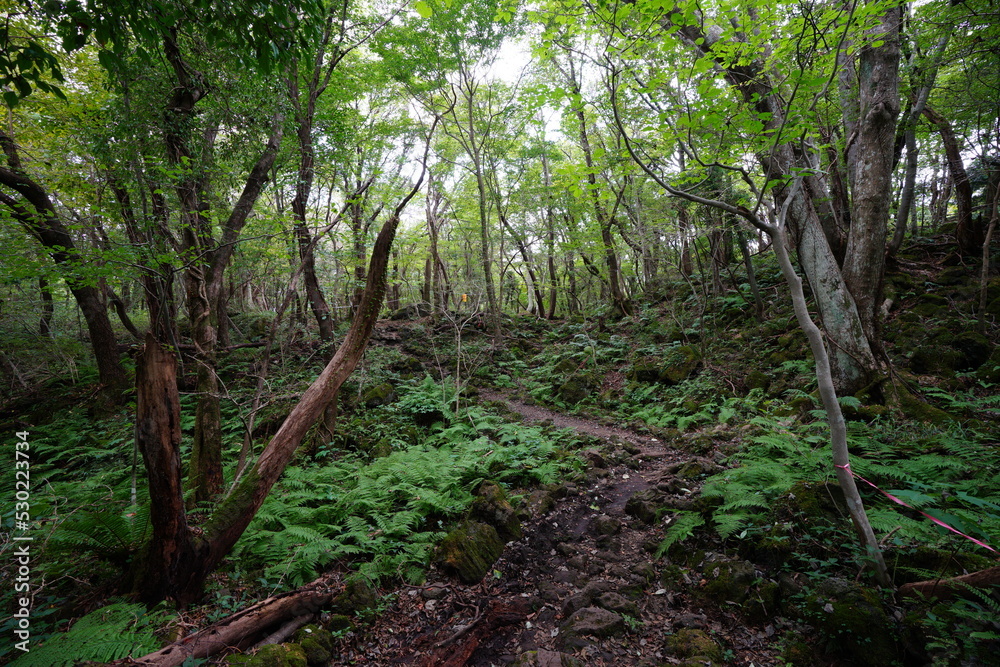 dense fern and path in autumn forest
dense fern and path in autumn forest