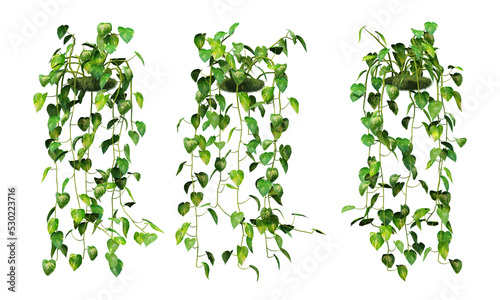 3d rendering of  Epipremnum aureum hanging isolated