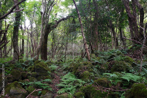 mossy rocks and old trees in wild forest