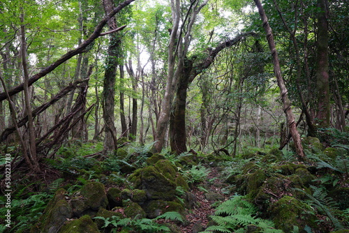 mossy rocks and old trees in wild forest