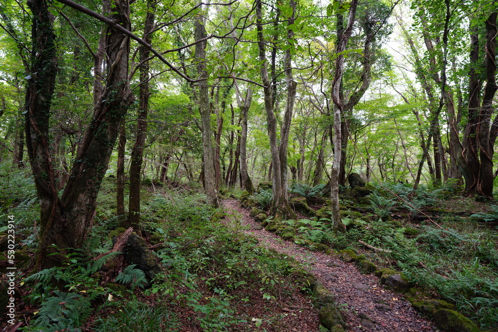 Fototapeta premium old trees and path in autumn forest 