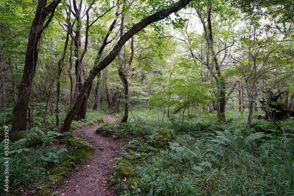old trees and path in autumn forest
old trees and path in autumn forest