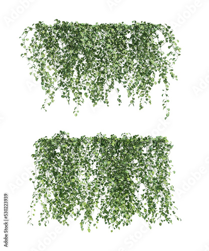 3d rendering of  Epipremnum aureum hanging isolated photo