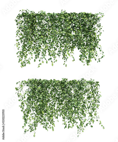 3d rendering of  Epipremnum aureum hanging isolated