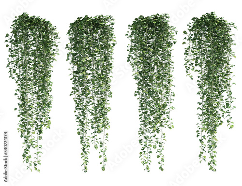 3d rendering of  Epipremnum aureum hanging isolated