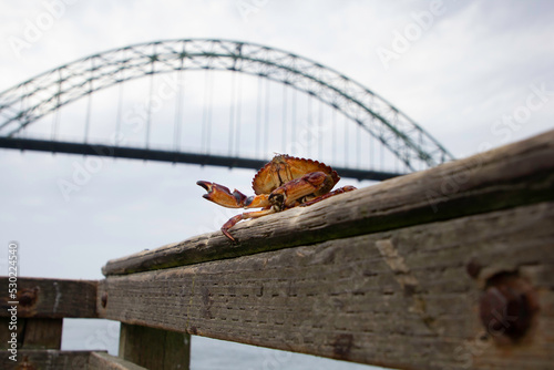 A crab on a harbor railing somewhere in Oregon photo