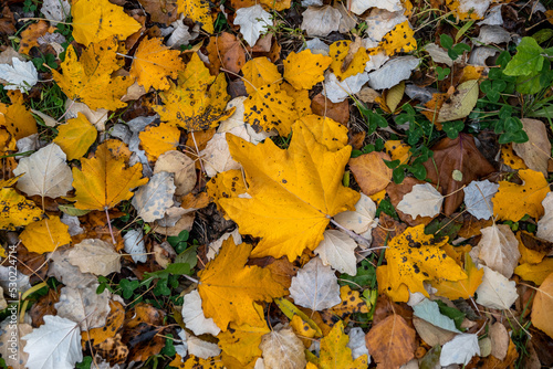 Beautufull yellow leaves  on the grass in autumn park photo