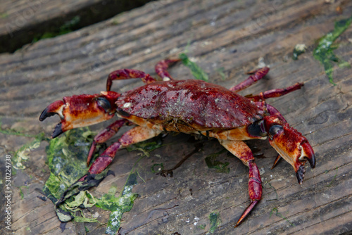 A crab on a wooden dock somewhere in Oregon