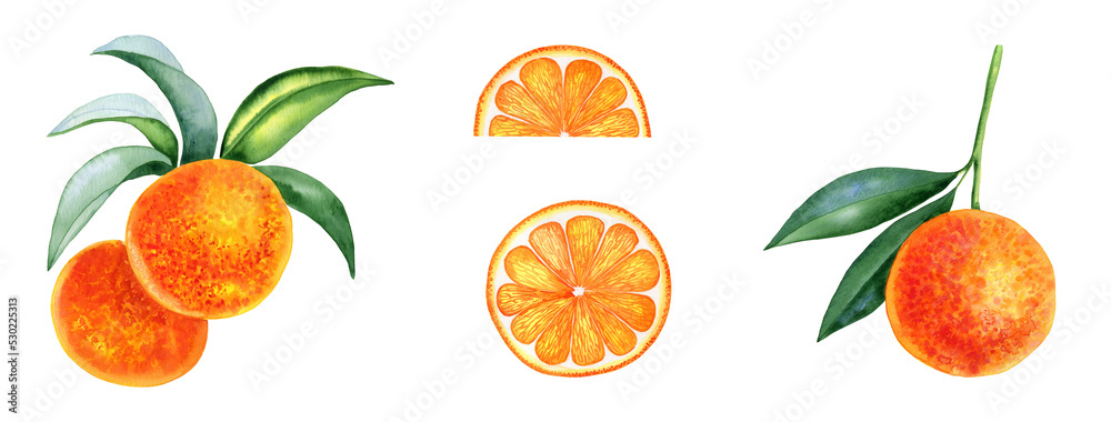 Oranges on a branch and slices set of watercolor illustrations. Hand drawn clip art of citrus fruits.