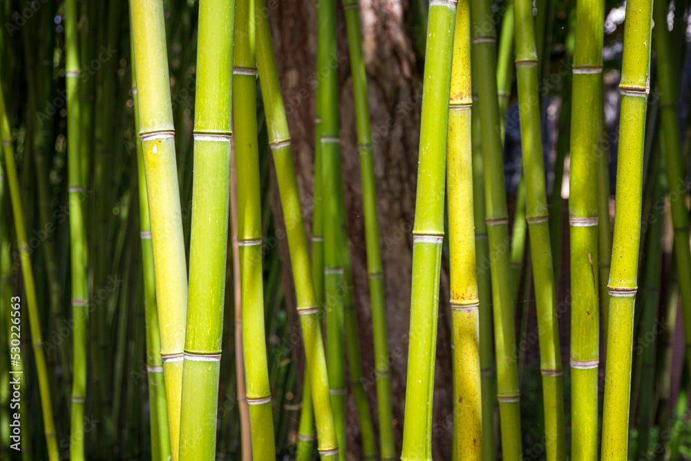 Fototapeta premium Bamboo forest background