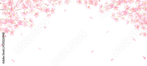 Foto 水彩で描く桜と花びらの背景 背景透過PNG