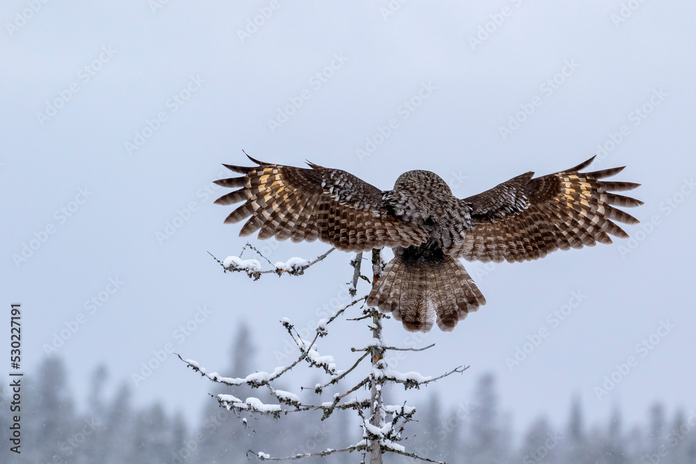 Obraz premium Magnificent ruler of the taiga forest, Great grey owl, Strix nebulosa, landing on top of a dead tree and showing its beautiful plumage with spread wings