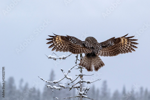 Magnificent ruler of the taiga forest, Great grey owl, Strix nebulosa, landing on top of a dead tree and showing its beautiful plumage with spread wings