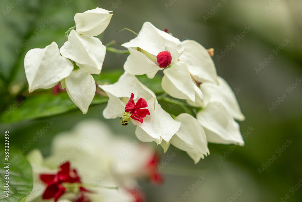 Flowers of the Clerodendrum thomsoniae, bleeding glory-bower also known as bleeding-heart vine