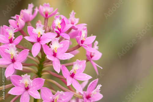 Pink flowers of an epidendrum orchid photo