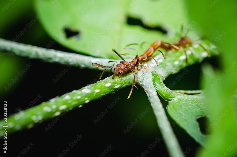 Close up of Ant mimic caterpillar on branch and Leaf, Macro Photos, Selective focus, Thailand. Close up of Ant mimic caterpillar on branch and Leaf, Macro Photos, Selective focus, Thailand.