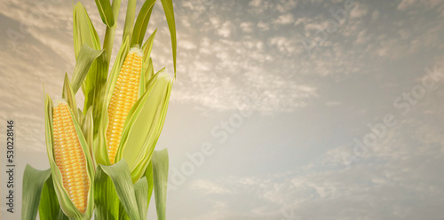 Sweet corn seeds and green leaves at Corn field in 3D illustration background. of free space for your texts and branding.