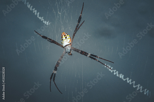 Close up of St Andrew`s Cross Spider on web, Natural background, Selective focus, macro photos, Thailand. photo