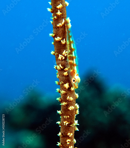 A Goby on a Whip coral Boracay Island Philippines