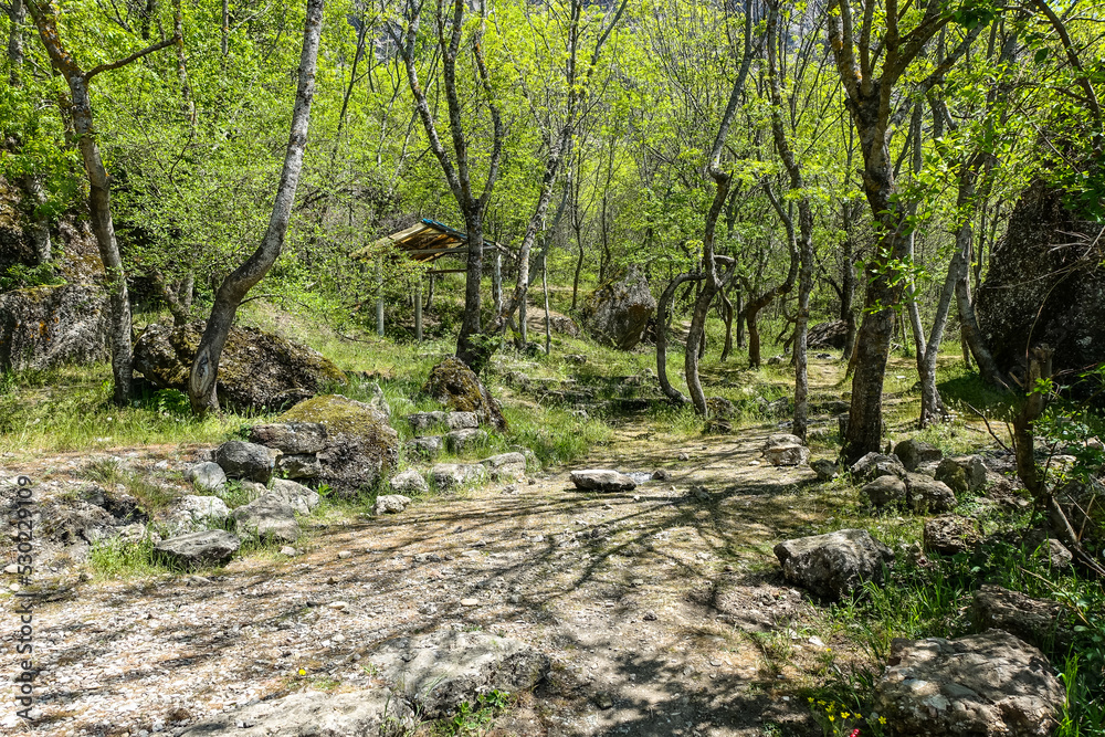 A picturesque forest in the Demerdzhi tract. Crimea 2021 A picturesque forest in the Demerdzhi tract. Crimea 2021