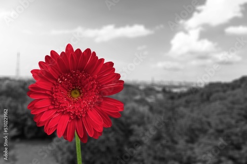 Beautiful red flower on black and white natural background.