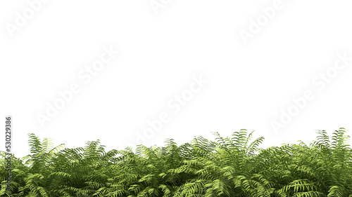 3d rendering of fern forground isolated