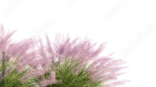 3d rendering of Pink Flamingo Muhly Grass foreground isolated