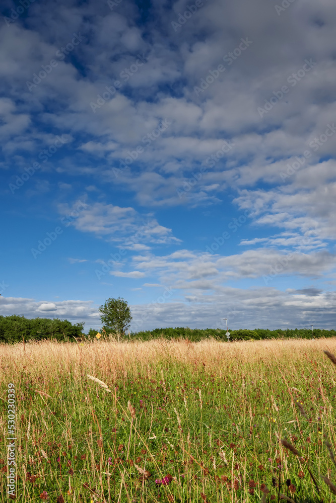 Yellow grass in a field and blue cloudy sky. Nature background. Agriculture land.