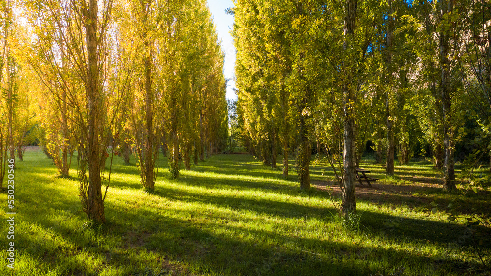 Fototapeta premium Photograph of a green forest in the middle of spring on the banks of the Ebro, Juslibol, next to Zaragoza.