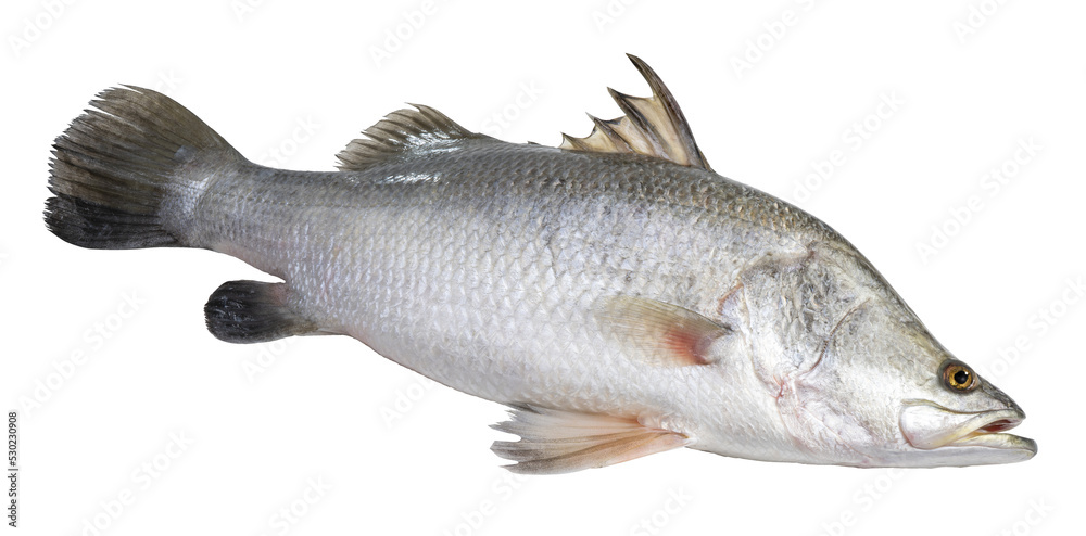 Fresh white striped bass fish isolated on white background, White striped bass fish isolated on white PNG file. Fresh white striped bass fish isolated on white background, White striped bass fish isolated on white PNG file.