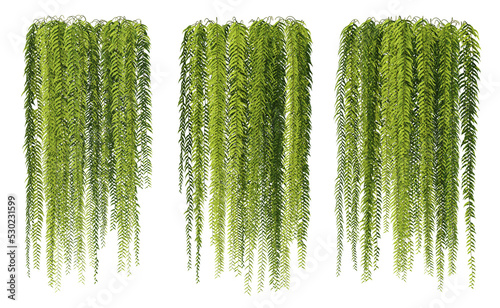 3d rendering of hanging fern tree isolated photo