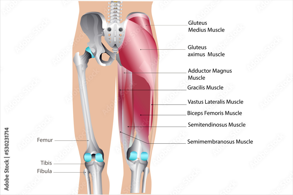 Vecteur Stock anatomy of leg muscle back medical vector illustration on  white background | Adobe Stock