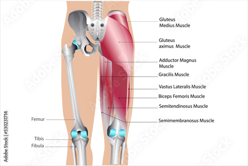 anatomy of leg muscle back medical vector illustration on white background photo