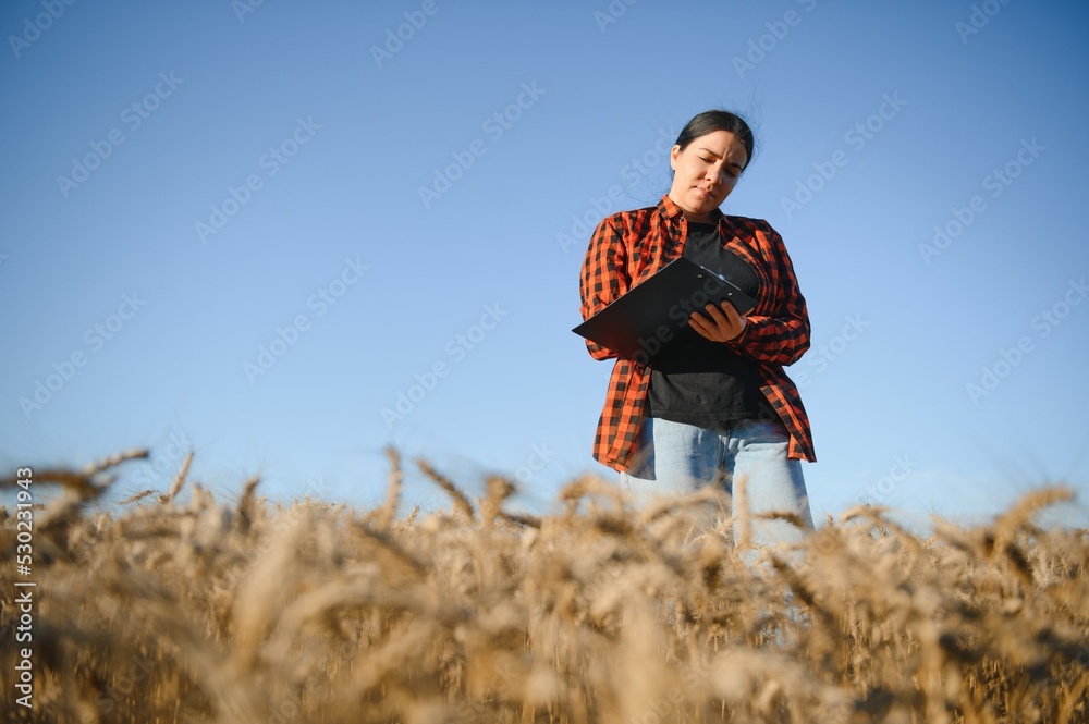 Woman farmer agronomist working in grain field and planning income of harvest. Female examining and checking quality control of produce wheat crop. Agriculture management and agribusiness Woman farmer agronomist working in grain field and planning income of harvest. Female examining and checking quality control of produce wheat crop. Agriculture management and agribusiness