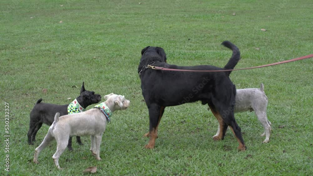 Dogs meet in the park. Barking, greeting and playing together in the field. Dog socialising concept. Dogs meet in the park. Barking, greeting and playing together in the field. Dog socialising concept.