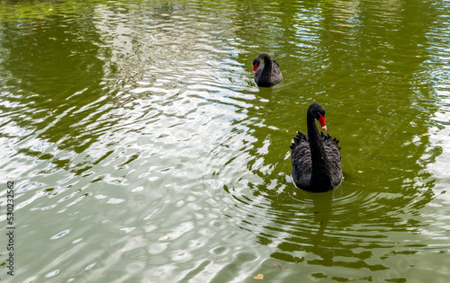 Black swans in a pond of public park